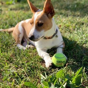 Meet your Posher, Nico